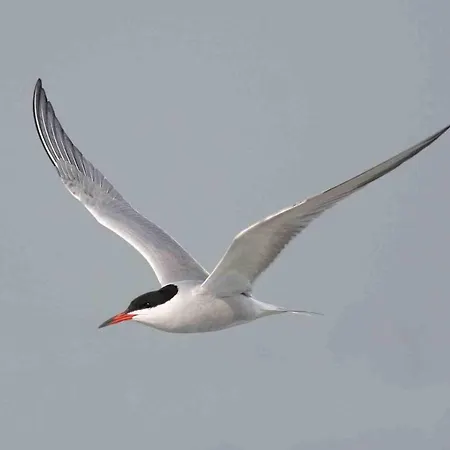 Seevilla Wietjes Whg 5 Baltrum