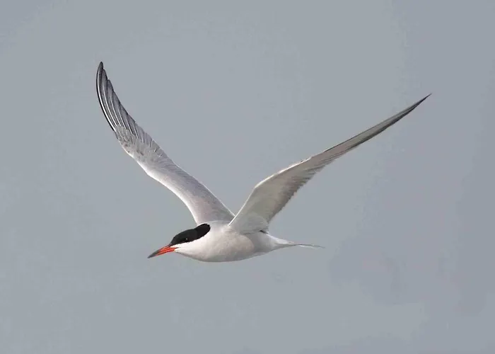 Seevilla Wietjes Whg 5 Baltrum